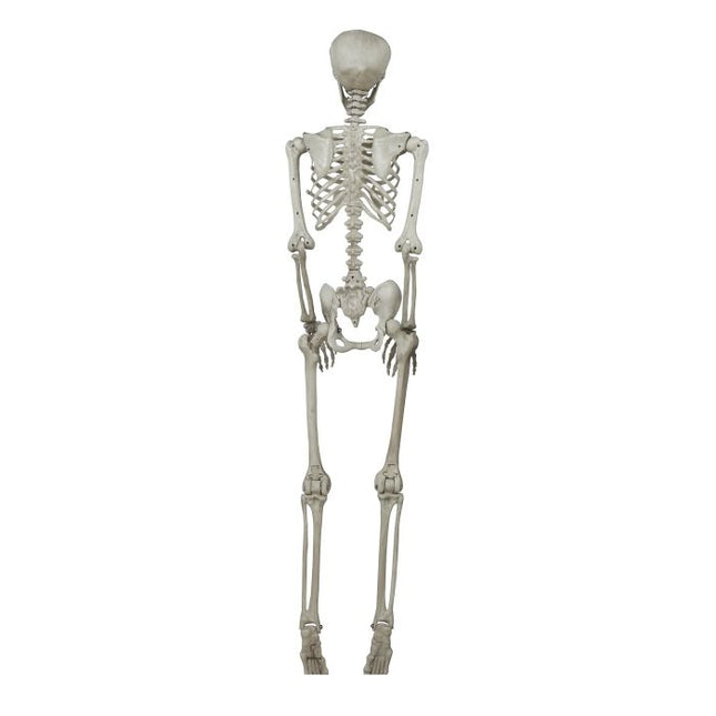 Scheletro di Halloween 1,6 m