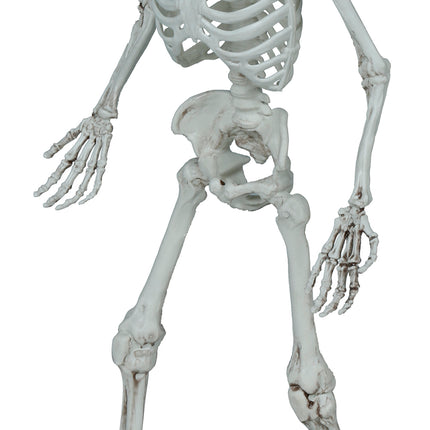 Scheletro di Halloween 55 cm