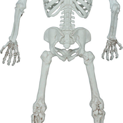 Scheletro di Halloween 55 cm