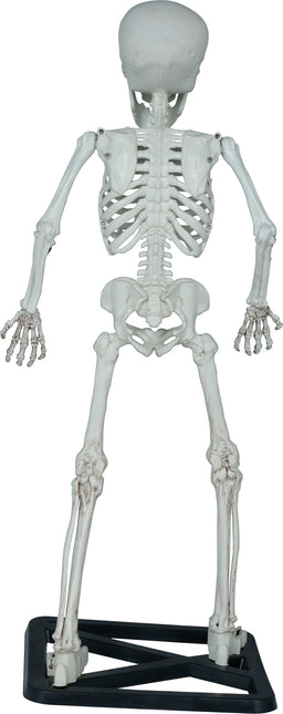 Scheletro di Halloween 55 cm