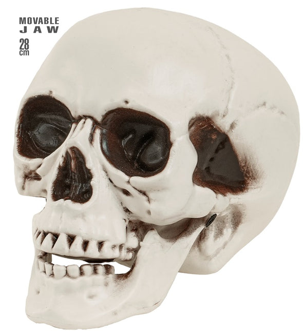 CRANIO CON MASCELLA MOBILE 28 CM