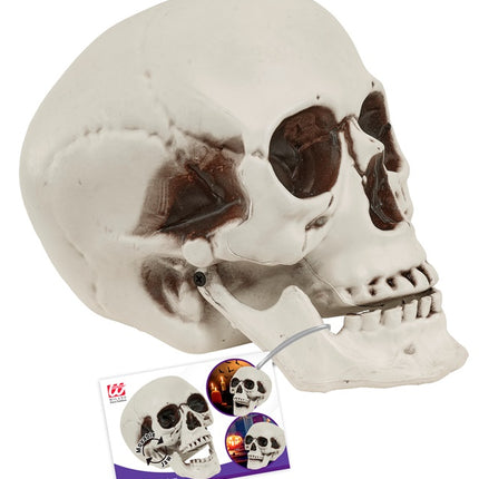 CRANIO CON MASCELLA MOBILE 28 CM
