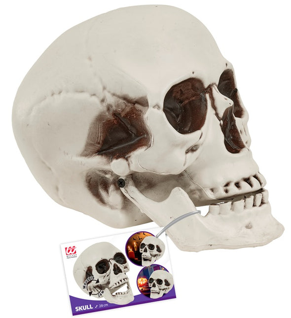 CRANIO CON MASCELLA MOBILE 28 CM
