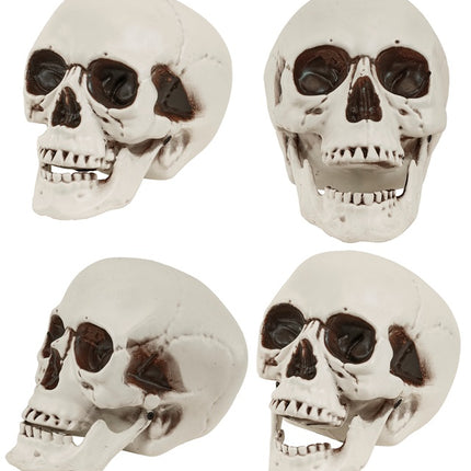 Cranio con mascella mobile 12 cm