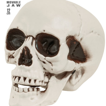 Cranio con mascella mobile 12 cm