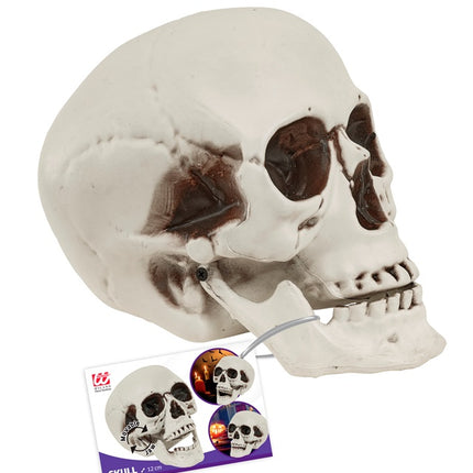 Cranio con mascella mobile 12 cm