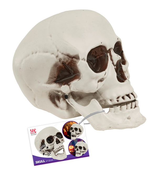 Cranio con mascella mobile 12 cm