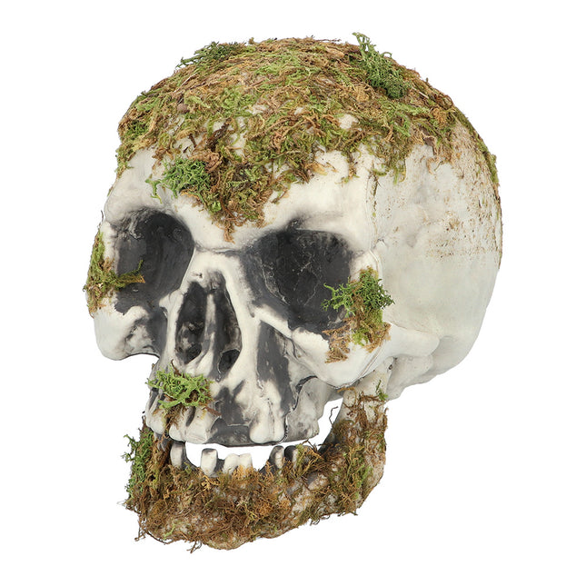 Teschio di Halloween Moss 19cm