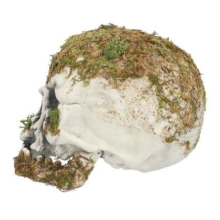 Teschio di Halloween Moss 19cm