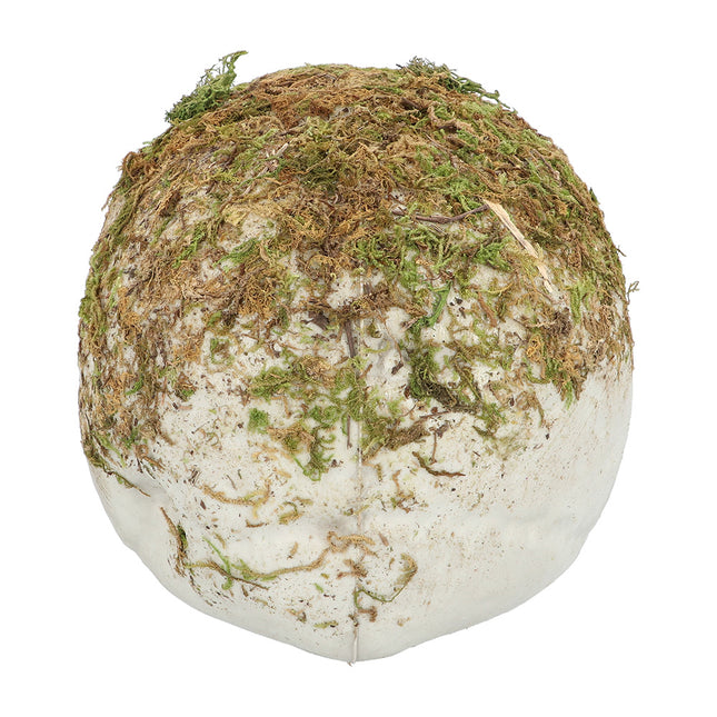 Teschio di Halloween Moss 19cm