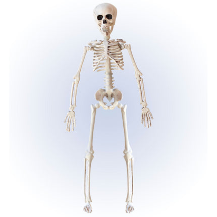 Scheletro di Halloween Beige 40 cm