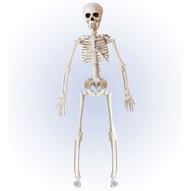 Scheletro di Halloween Beige 40 cm