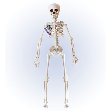 Scheletro di Halloween Beige 40 cm
