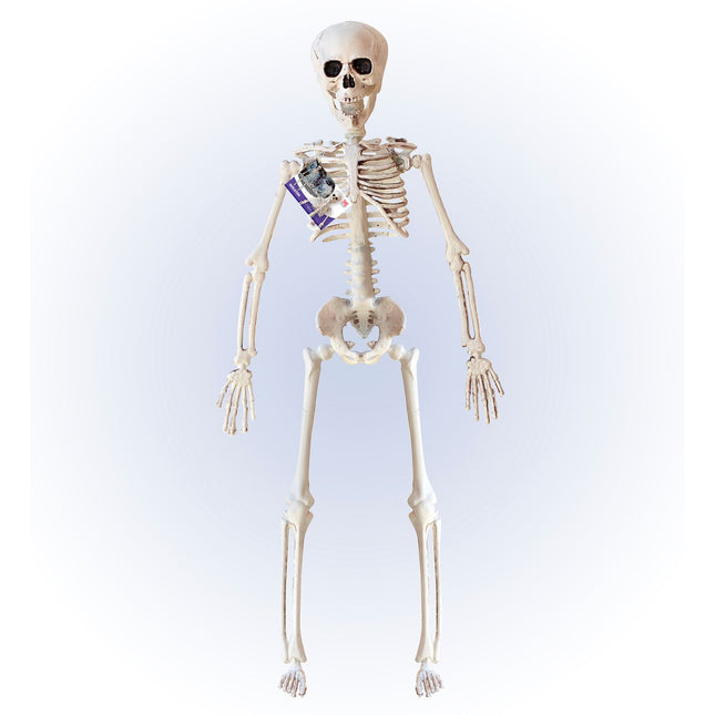 Scheletro di Halloween Beige 40 cm