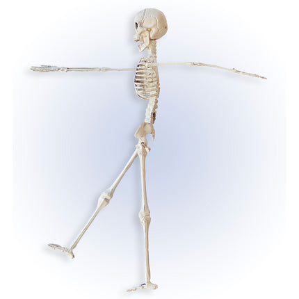 Scheletro di Halloween Beige 40 cm
