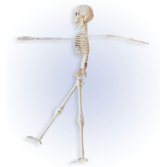 Scheletro di Halloween Beige 40 cm