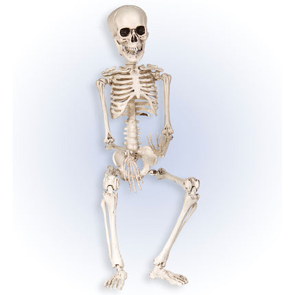 Scheletro di Halloween bianco 50 cm