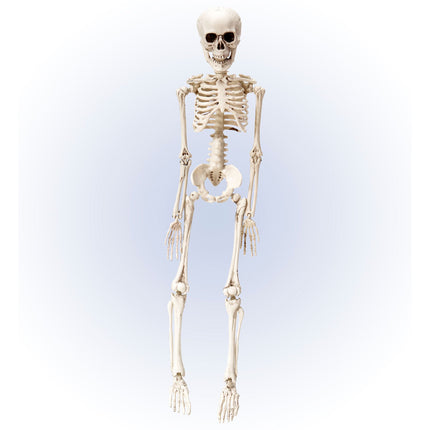 Scheletro di Halloween bianco 50 cm
