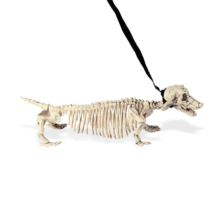 Scheletro di Halloween con cintura