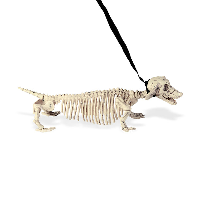 Scheletro di Halloween con cintura