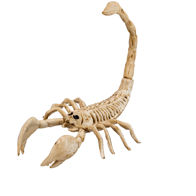 Scheletro Scorpione di Halloween 30 cm