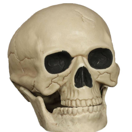 Teschio di Halloween 20 cm